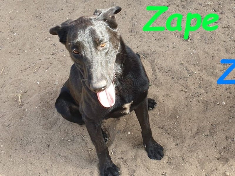 Zape 09/2021 (ESP) - sportlicher, gehorsamer und sozialer Labrador Mix!