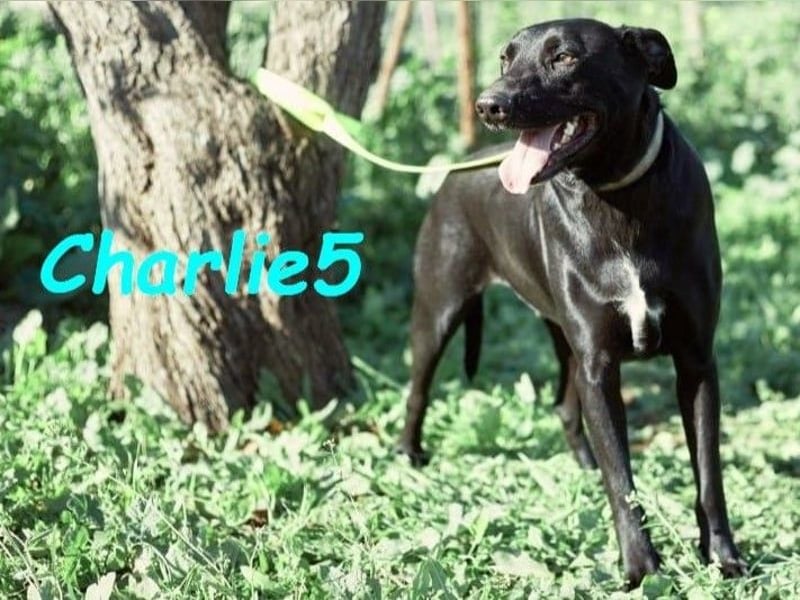 Charlie5 10/2021 (ESP) - verspielter und neugieriger Labrador-Podenco-Mix mit viel Lebensfreude!