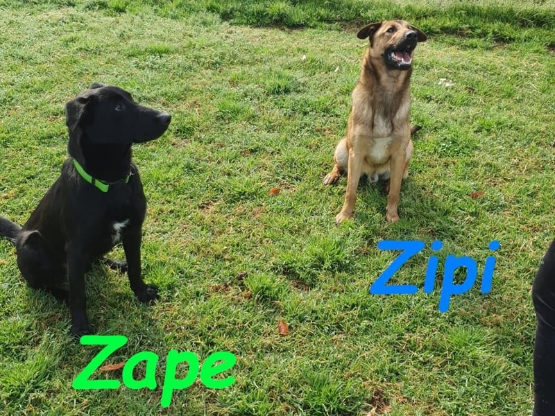 Zape 09/2021 (ESP) - sportlicher, gehorsamer und sozialer Labrador Mix!