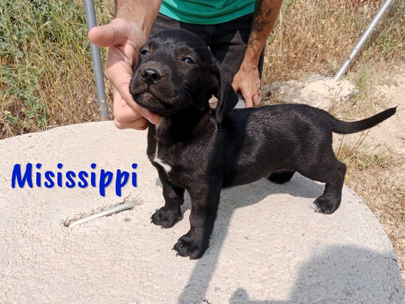 Misissippi geb. 03/2025 (ESP) - goldiger kleiner Labrador-Mix Welpe!