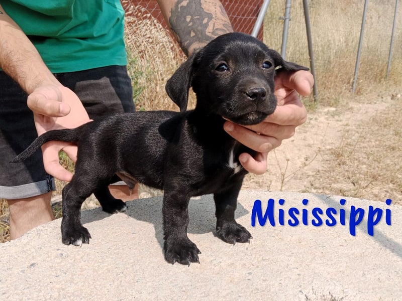Misissippi geb. 03/2025 (ESP) - goldiger kleiner Labrador-Mix Welpe!