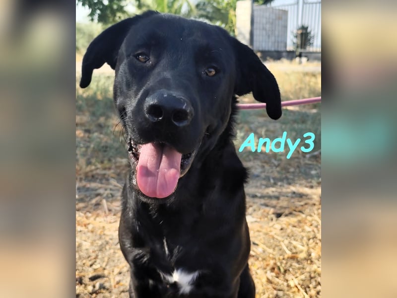 Andy3 geb. 10/2024 (ESP) - anhänglicher und verspielter Labrador-Mix Junghund!