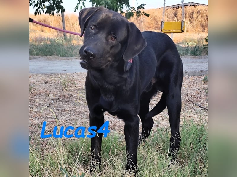 Lucas4 geb. 10/2024 (ESP) - sanfter und anhänglicher Labrador-Mix Junghund!