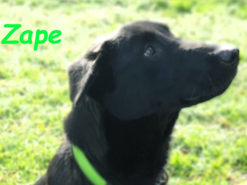 Zape 09/2021 (ESP) - sportlicher, gehorsamer und sozialer Labrador Mix!