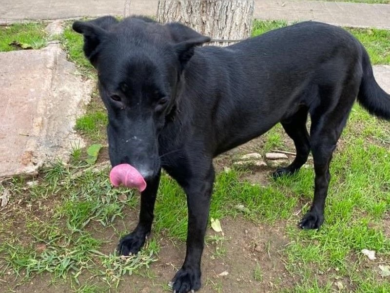 Zape 09/2021 (ESP) - sportlicher, gehorsamer und sozialer Labrador Mix!