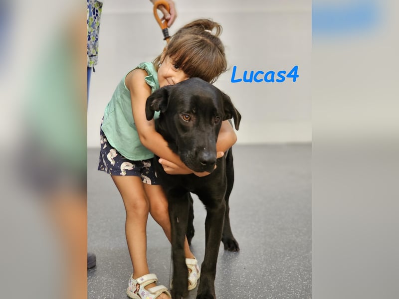 Lucas4 geb. 10/2024 (ESP) - sanfter und anhänglicher Labrador-Mix Junghund!