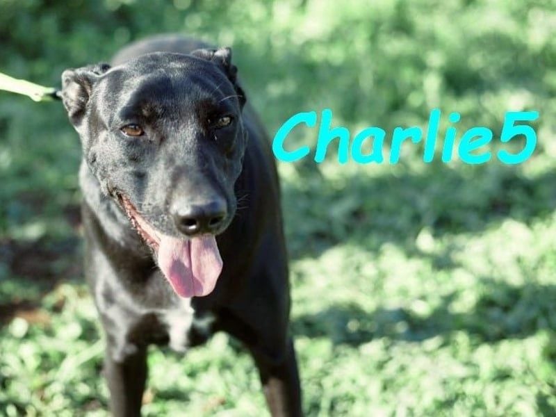 Charlie5 10/2021 (ESP) - verspielter und neugieriger Labrador-Podenco-Mix mit viel Lebensfreude!