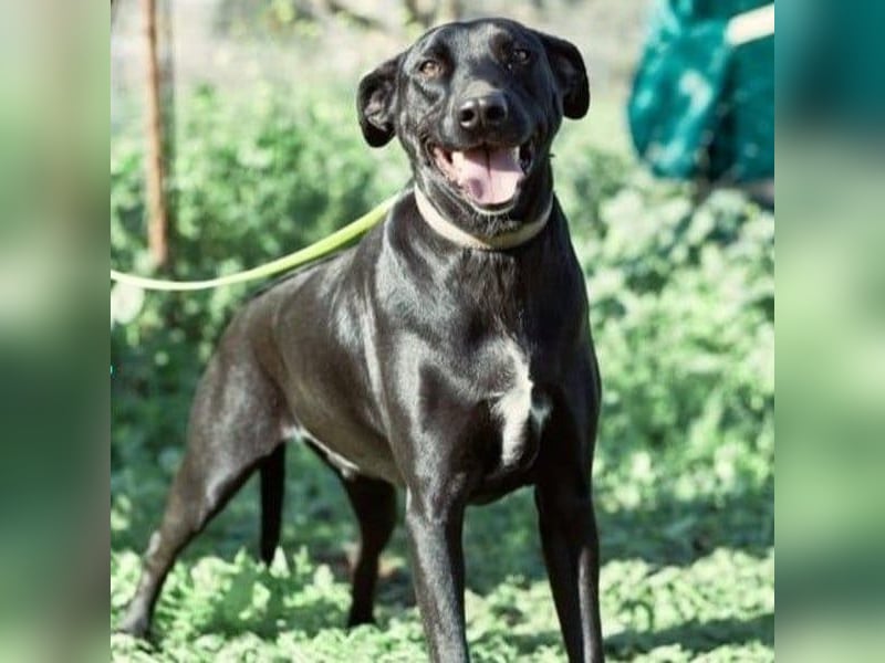 Charlie5 10/2021 (ESP) - verspielter und neugieriger Labrador-Podenco-Mix mit viel Lebensfreude!