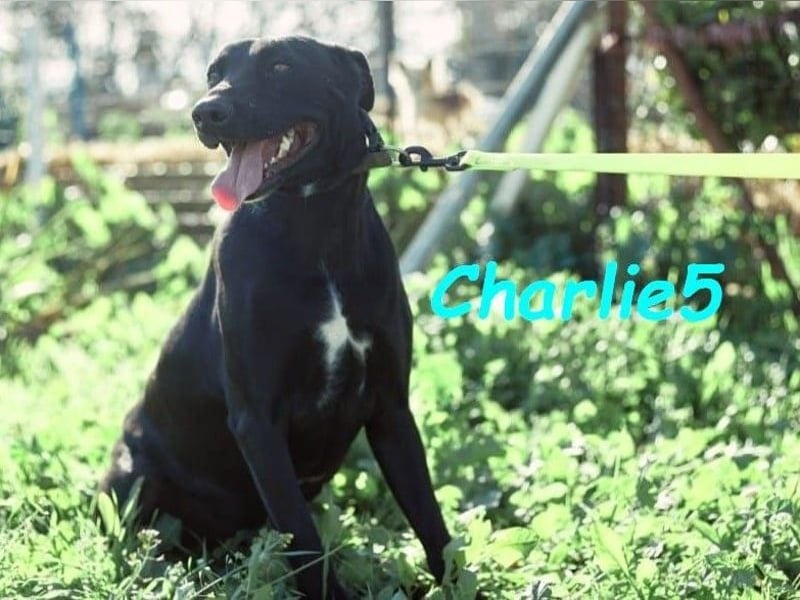 Charlie5 10/2021 (ESP) - verspielter und neugieriger Labrador-Podenco-Mix mit viel Lebensfreude!