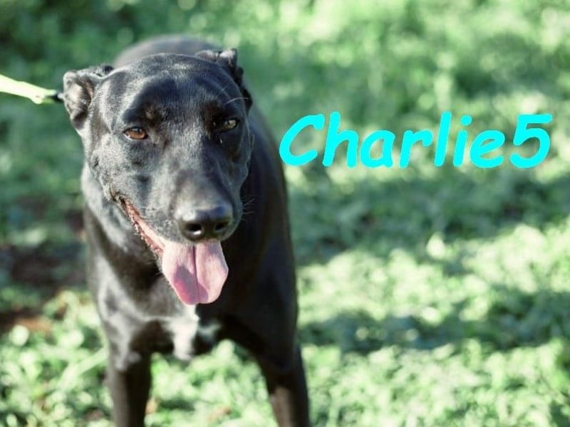 Charlie5 10/2021 (ESP) - verspielter und neugieriger Labrador-Podenco-Mix mit viel Lebensfreude!