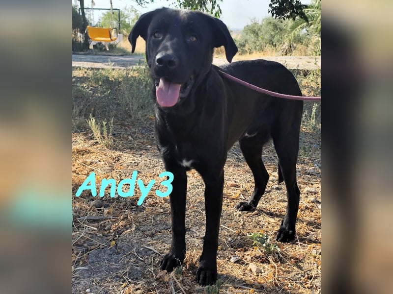 Andy3 geb. 10/2024 (ESP) - anhänglicher und verspielter Labrador-Mix Junghund!
