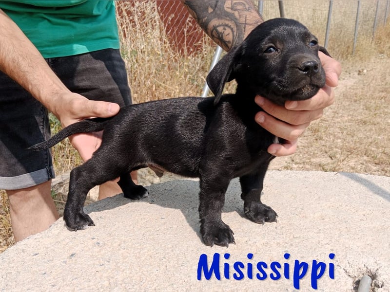 Misissippi geb. 03/2025 (ESP) - goldiger kleiner Labrador-Mix Welpe!