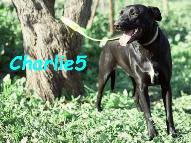 Charlie5 10/2021 (ESP) - verspielter und neugieriger Labrador-Podenco-Mix mit viel Lebensfreude!