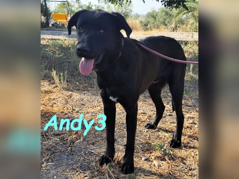 Andy3 geb. 10/2024 (ESP) - anhänglicher und verspielter Labrador-Mix Junghund!