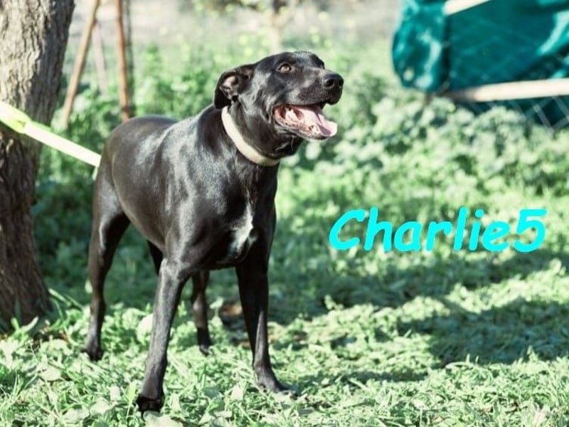 Charlie5 10/2021 (ESP) - verspielter und neugieriger Labrador-Podenco-Mix mit viel Lebensfreude!