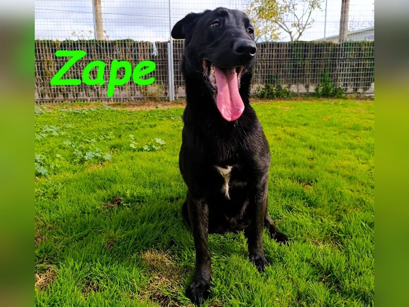 Zape 09/2021 (ESP) - sportlicher, gehorsamer und sozialer Labrador Mix!