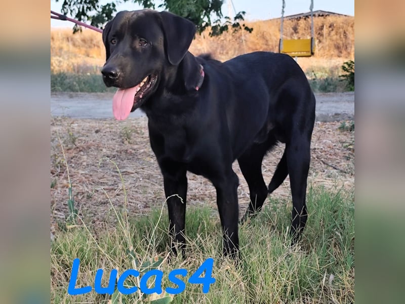 Lucas4 geb. 10/2024 (ESP) - sanfter und anhänglicher Labrador-Mix Junghund!