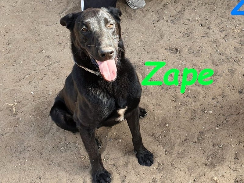 Zape 09/2021 (ESP) - sportlicher, gehorsamer und sozialer Labrador Mix!