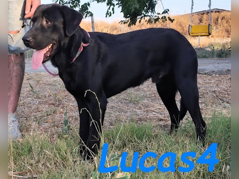Lucas4 geb. 10/2024 (ESP) - sanfter und anhänglicher Labrador-Mix Junghund!