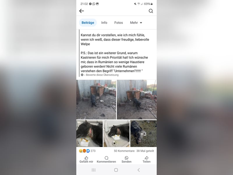 Merlin sucht sein Glück