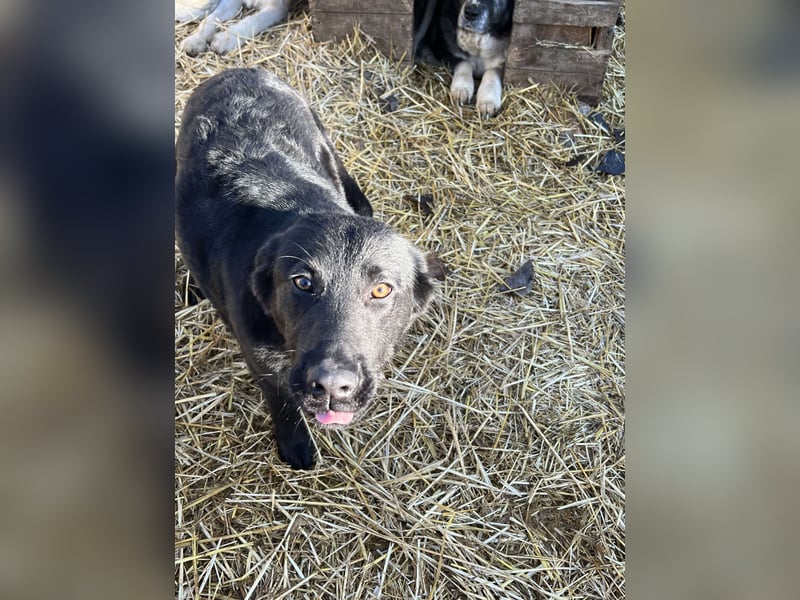 Merlin sucht sein Glück