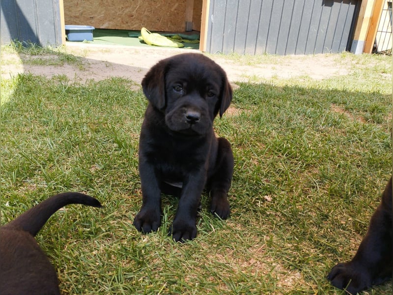 Labrador Welpen