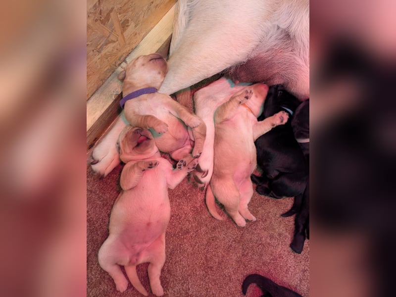 Labrador Welpen