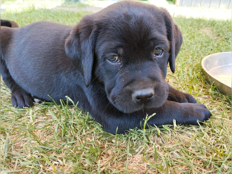 Labrador Welpen