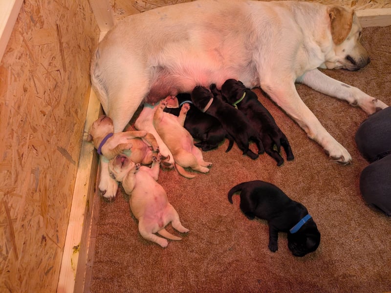 Labrador Welpen