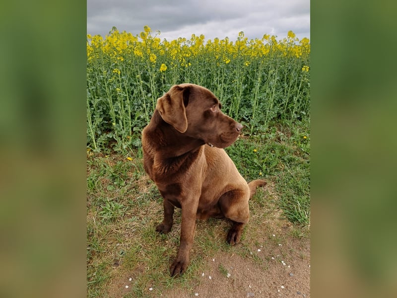 Labrador Welpen