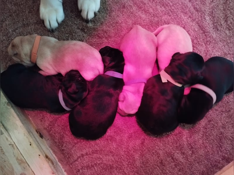 Labrador Welpen