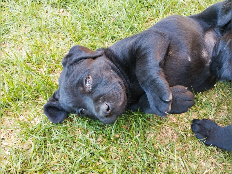 Labrador Welpen