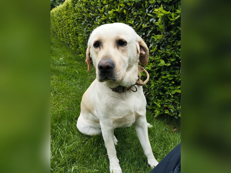 Labrador Welpen