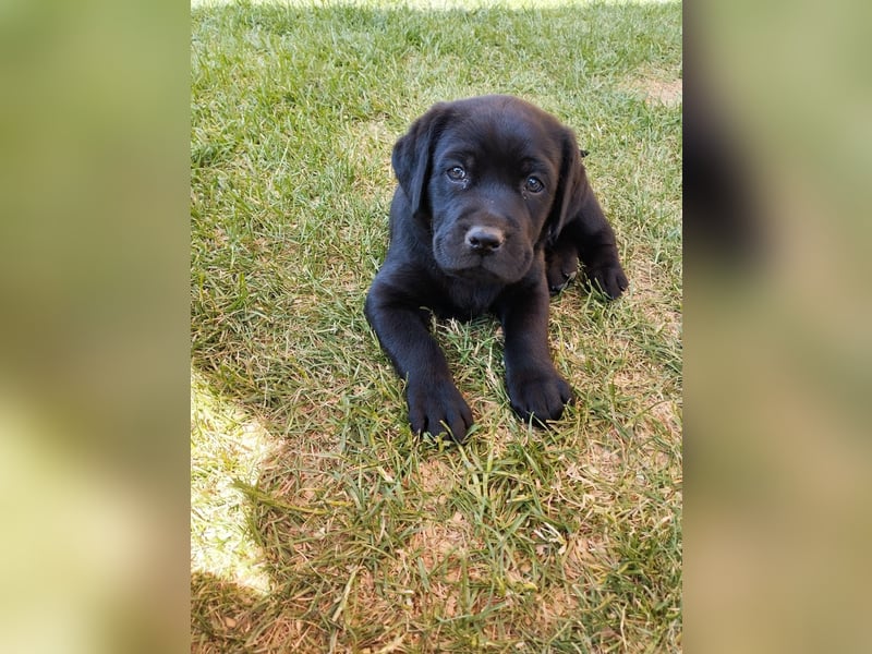 Labrador Welpen