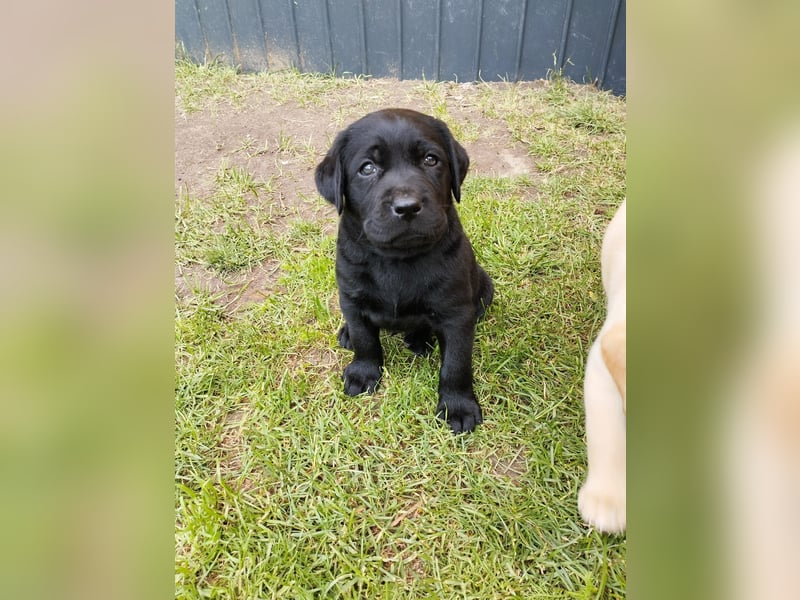 Labrador Welpen