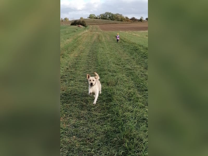 Labrador Welpen