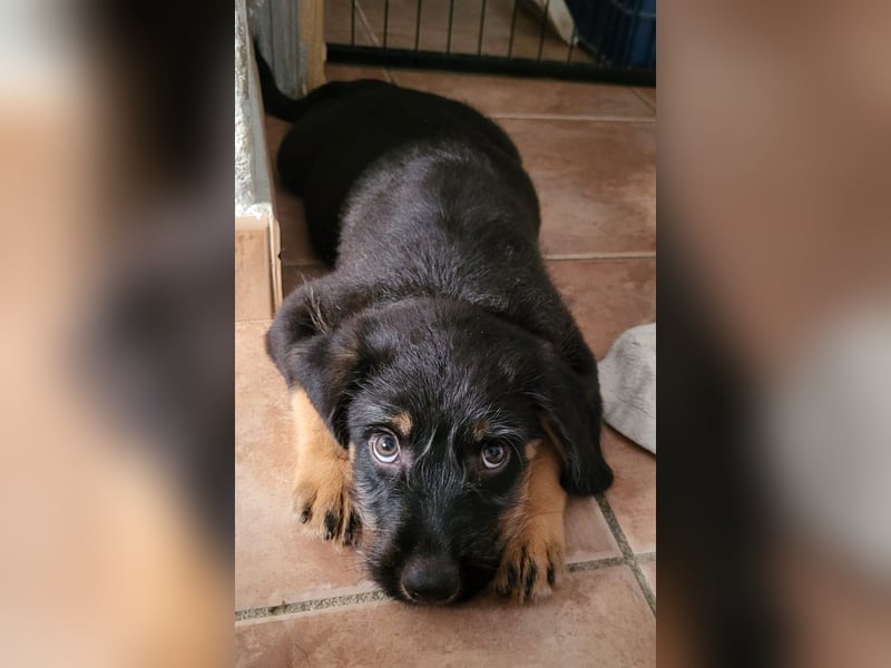 Freddy wartet auf sein Für-Immer-Zuhause