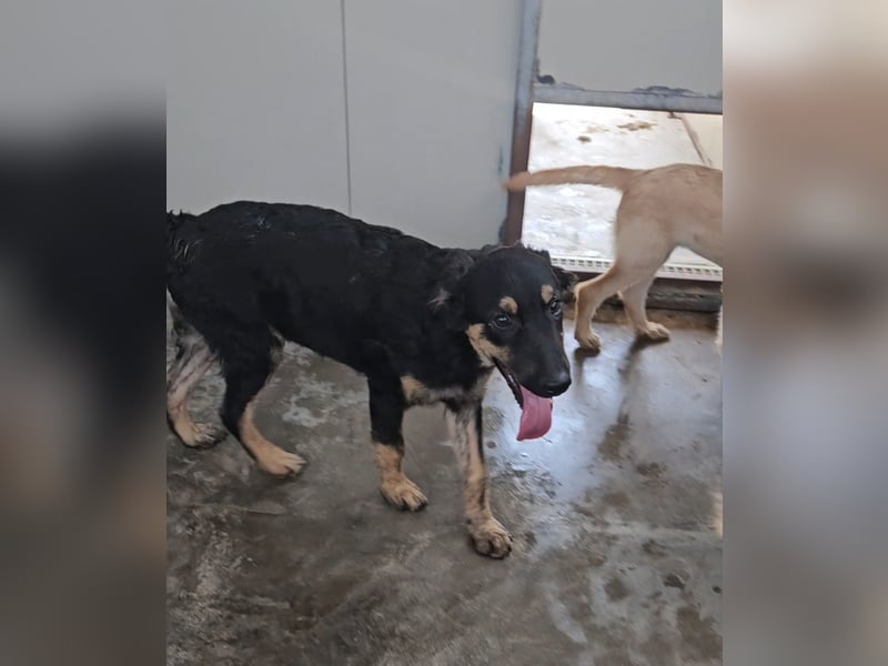 Liberotto: süßer Fratz sucht dringend Kuschelplatz