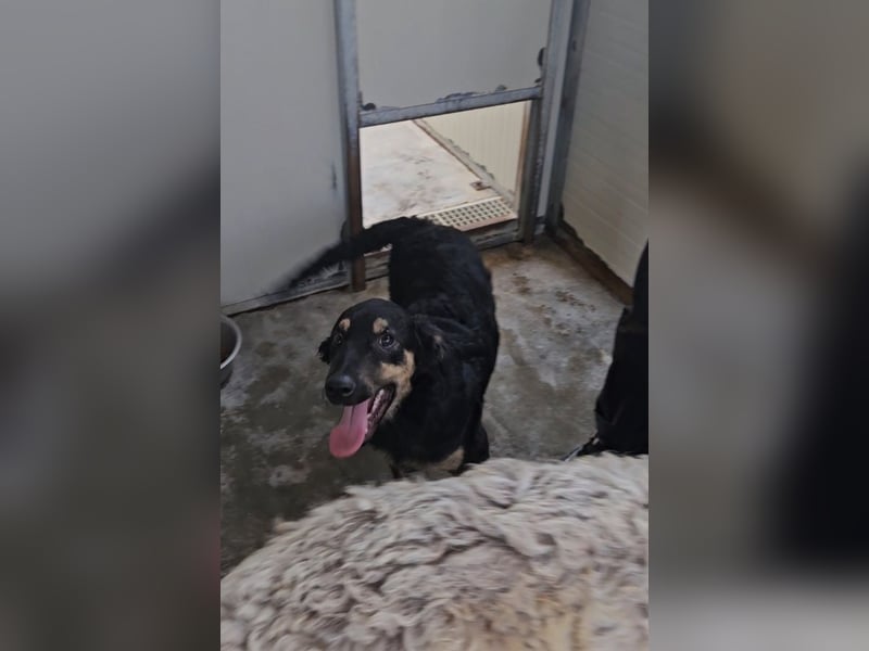 Liberotto: süßer Fratz sucht dringend Kuschelplatz