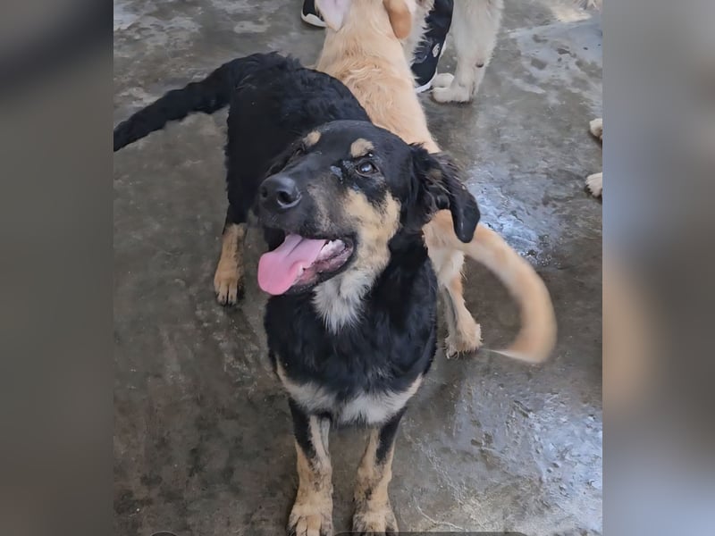 Liberotto: süßer Fratz sucht dringend Kuschelplatz