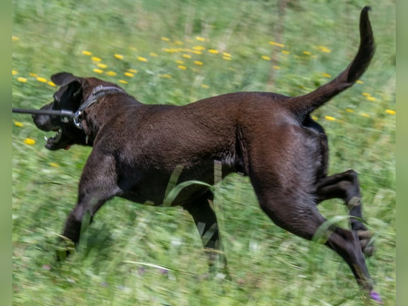Jack - ein aktiver Junge