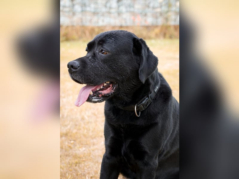 Labrador Rüde 5 Jahre sucht dringend neue Familie!