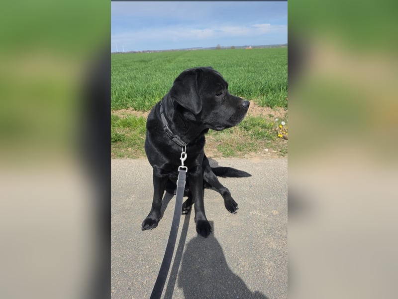 Labrador Rüde 5 Jahre sucht dringend neue Familie!