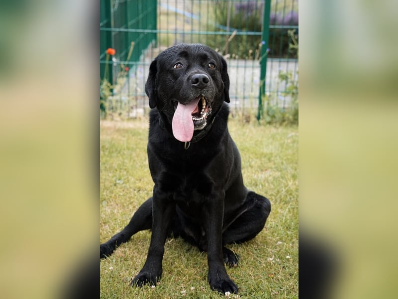 Labrador Rüde 5 Jahre sucht dringend neue Familie!