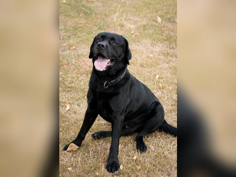 Labrador Rüde 5 Jahre sucht dringend neue Familie!