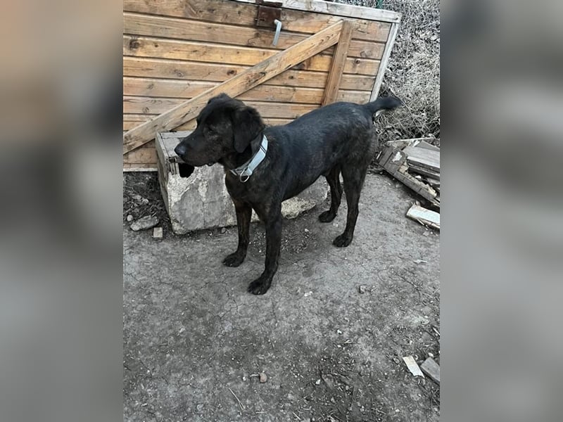 Matty, schwarze Perle sucht ländliches Zuhause
