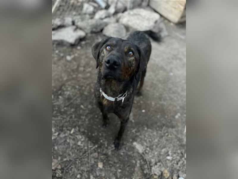 Matty, schwarze Perle sucht ländliches Zuhause
