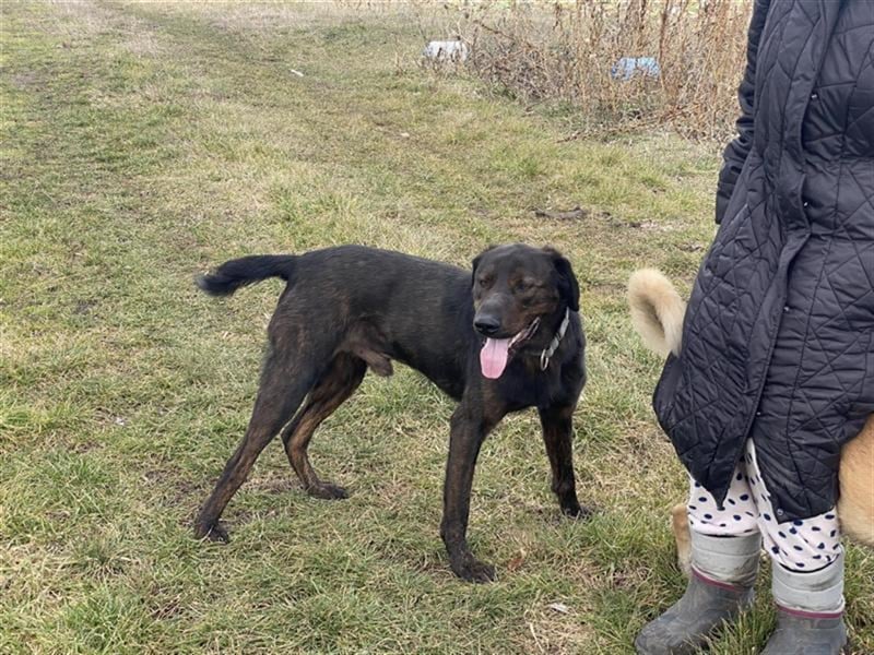 Matty, schwarze Perle sucht ländliches Zuhause