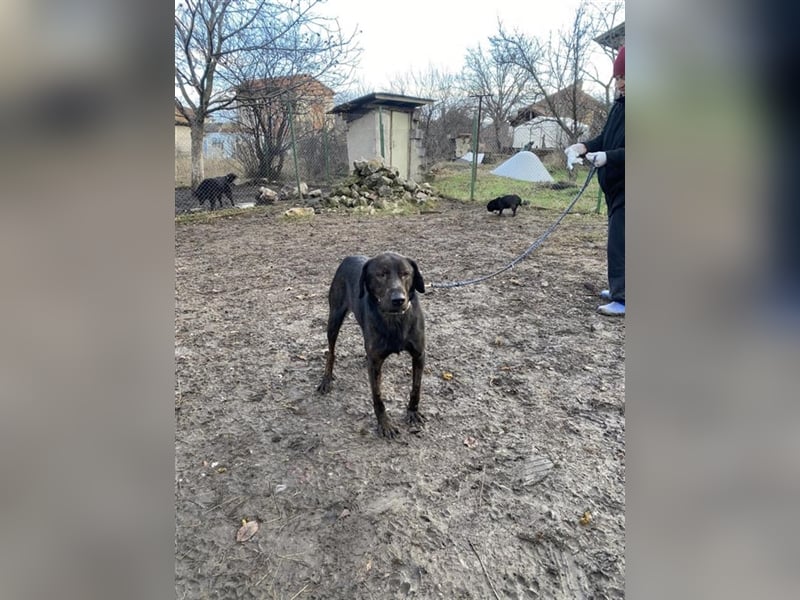 Matty, schwarze Perle sucht ländliches Zuhause