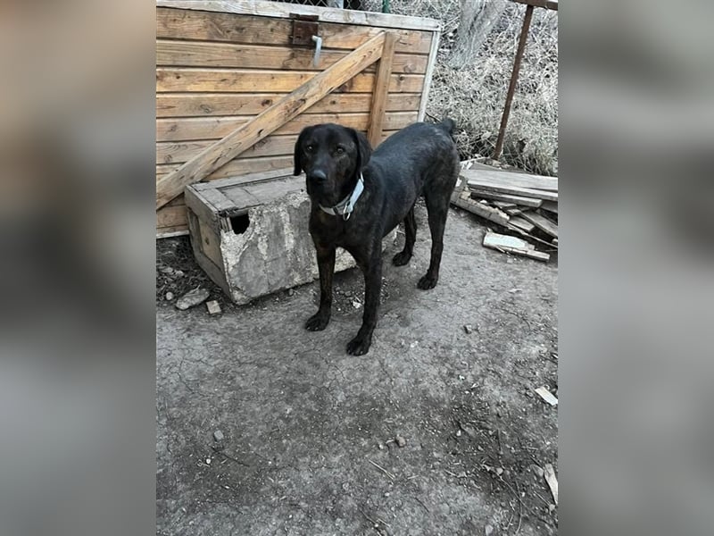 Matty, schwarze Perle sucht ländliches Zuhause